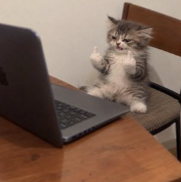 kitten flipping off a laptop