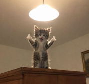 kitten giving two thumbs up on a cabinet