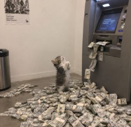kitten at an ATM surrounded by cash