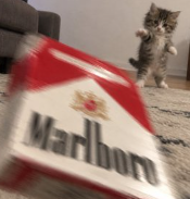 kitten behind a giant pack of cigarettes