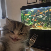 kitten grinning with a fork