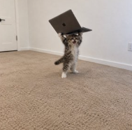 kitten carrying a laptop over its head