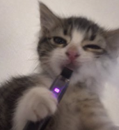 kitten holding a vape
