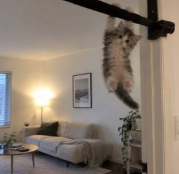 kitten hanging from a pull-up bar