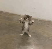 kitten standing up flexing